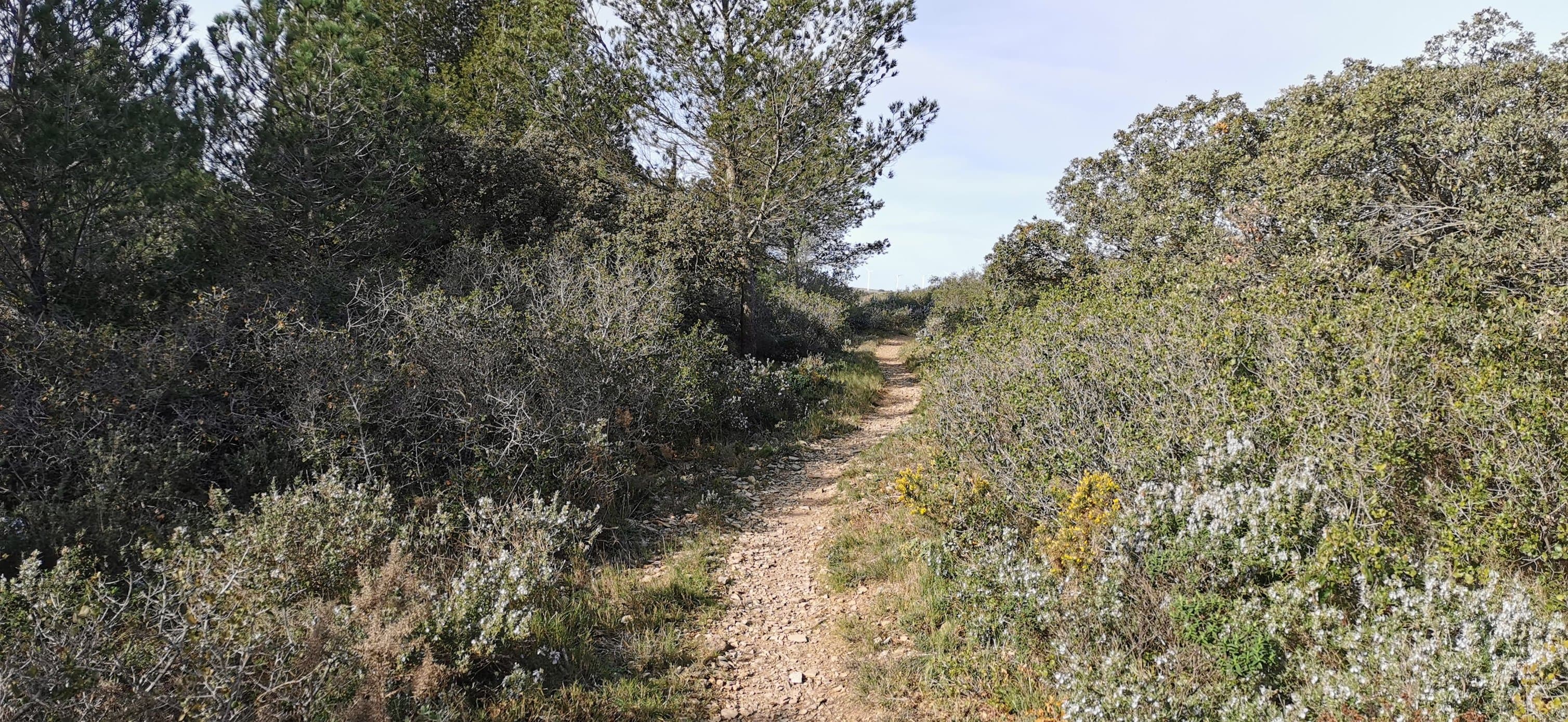 Foulée des éoliennes - image 5