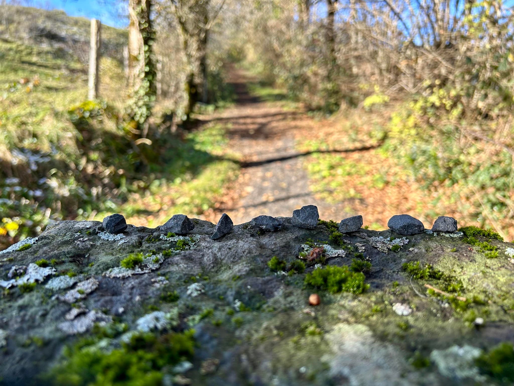 Baquelliarde Ultra Cantal - image
