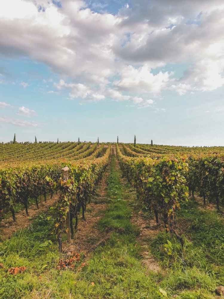Marathon du Médoc - image