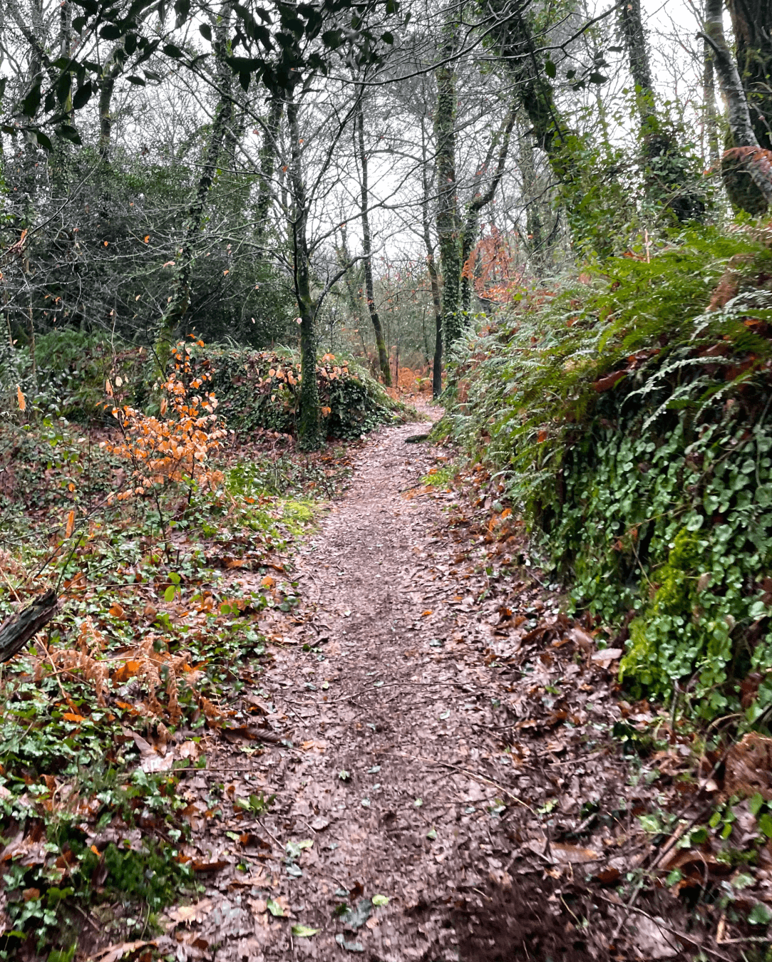 Backyard de Locastel - image